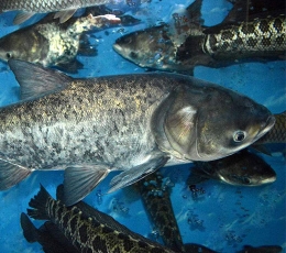 黃岡胖頭魚