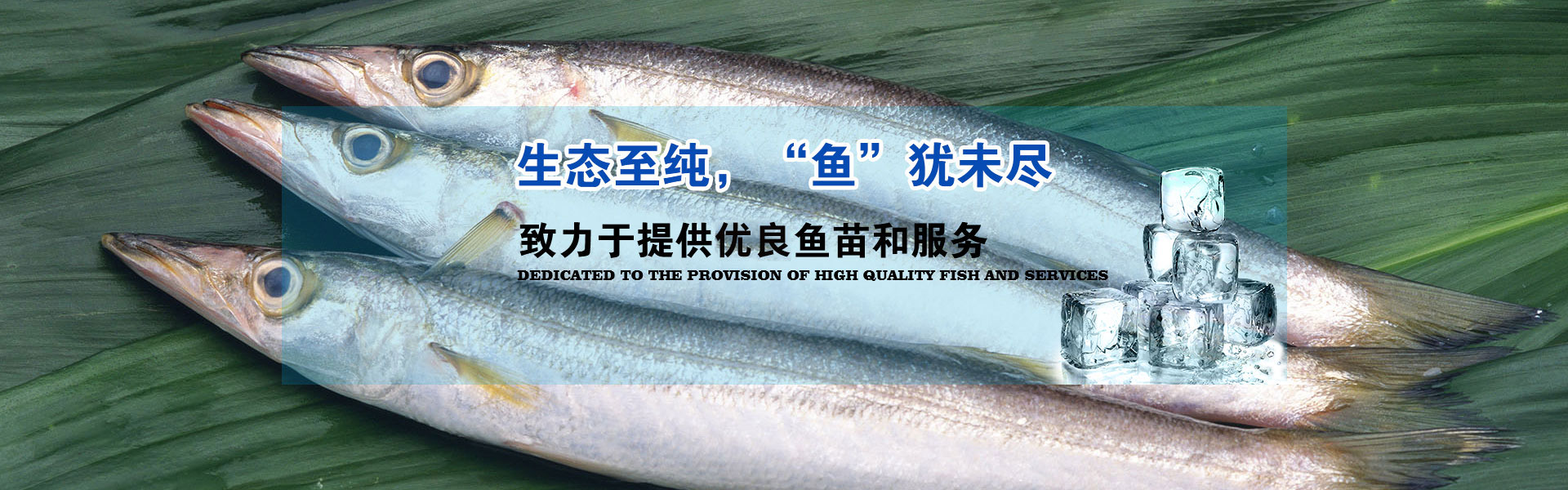 湖北胖頭魚廠家