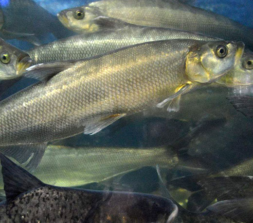 湖北胖頭魚(yú)廠家