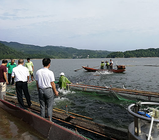 湖北胖頭魚(yú)廠家